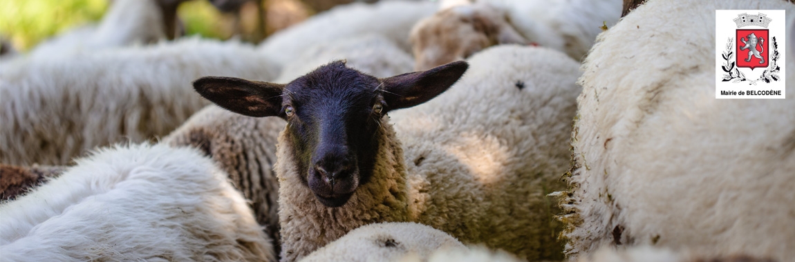 Transhumance de Belcodène 12 mars 2023